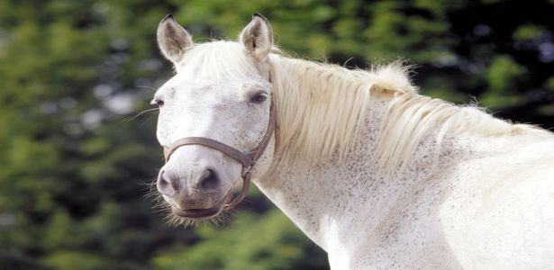 Free White Horses Desktop Wallpapers Download