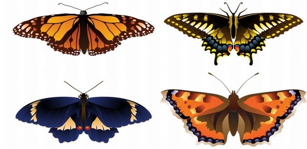 Free 3D Vector Art Butterfly Graphics Download