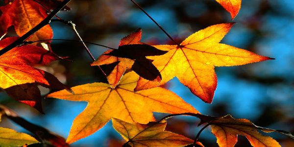 Free Autumn Leaves Wallpapers HD