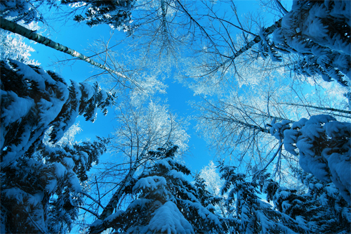 Free Sky Winter Trees
