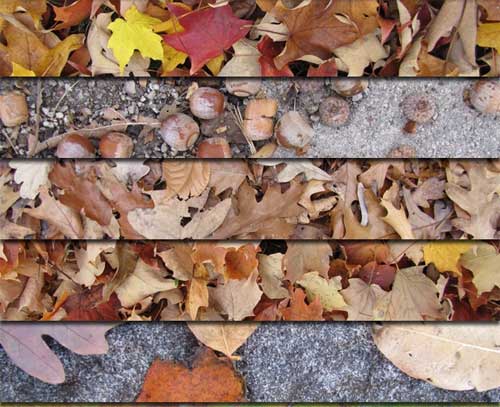 autumn-leaves-texture