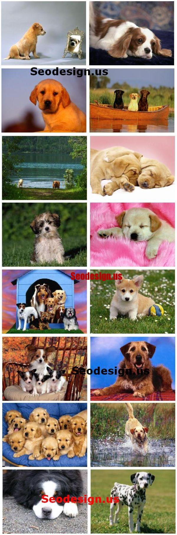 20 Free Cute Puppy Dogs Puppies Wallpapers HD